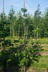 Cornus florida f. rubra 