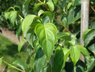 Cornus kousa ‘China Girl’ - Japanse grootbloemige kornoelje