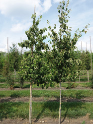 Cornus kousa var. chinensis
