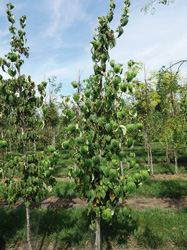 Cornus kousa ‘Galilean’