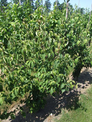 Cornus kousa 'Milky Way' - Grootbloemige Japanse kornoelje