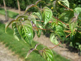 Cornus kousa ‘National’ - Chinese Kornoelje