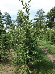 Cornus kousa ‘Wieting’s Select’ 