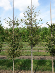 Cornus kousa