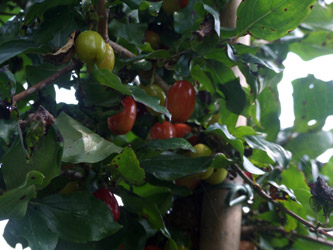 Cornus mas - Gele kornoelje
