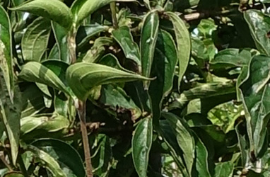 Cornus mas 'Jolico'