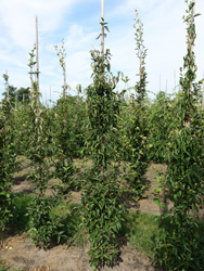 Cornus mas 'Jolico'
