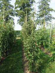 Cornus mas ‘Kasanlak’