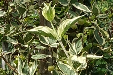 Cornus mas 'Variegata'