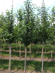 Cornus mas - Gele kornoelje