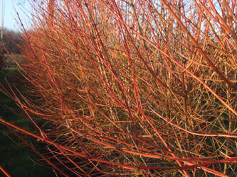 Cornus sanguinea 'Midwinter fire'