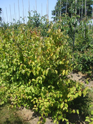 Cornus sanguinea 'Midwinter fire'