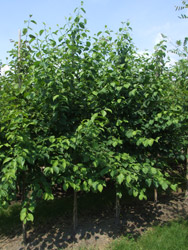 Cornus sanguinea - Rode kornoelje