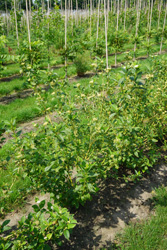 Cornus sericea Flaviramea