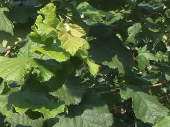 Corylus avellana - Gewone hazelaar