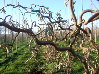 Corylus avellana ‘Contorta’ - Kronkelhazelaar