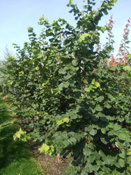Corylus avellana - Gewone hazelaar