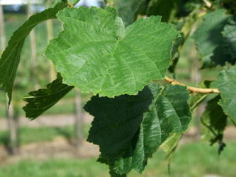 Corylus colurna Boomhazelaar, - Turkse hazelaar