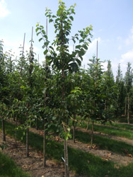 Corylus colurna Boomhazelaar, - Turkse hazelaar