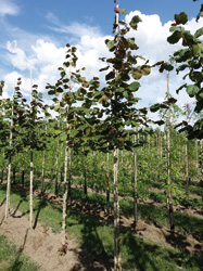 Corylus colurnoides