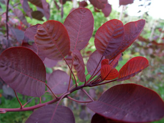Cotinus coggygria 'Purpureus' - Pruikenboom