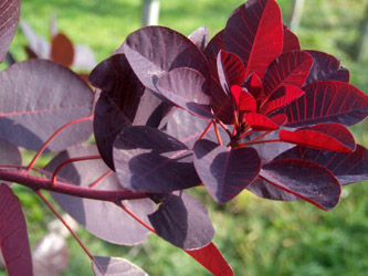 Cotinus coggygria 'Royal Purple' - paarse Pruikenboom