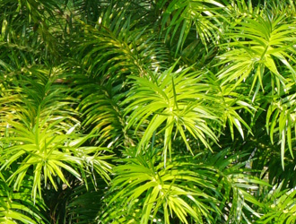 Cunninghamia lanceolata