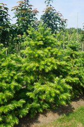 Cunninghamia lanceolata