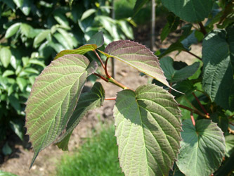 Davidia involucrata - Zakdoekenboom, Luierboom, Vaantjesboom