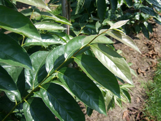 Diospyros virginiana - Amerikaanse persimoen