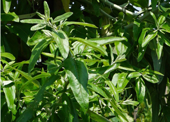 Elaeagnus angustifolia
