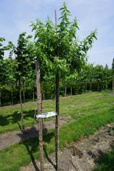 Elaeagnus angustifolia