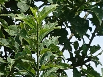 Euonymus eurpaeus
