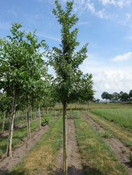 Euonymus eurpaeus