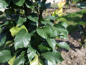 Fagus orientalis 'Iskander' - Oosterse zuilbeuk