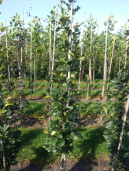 Fagus orientalis 'Iskander' - Oosterse zuilbeuk