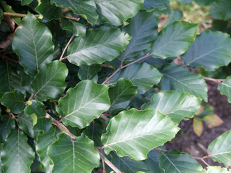 Fagus sylvatica - Gewone beuk