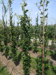 Fagus sylvatica 'Aniek'