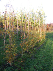 Fagus sylvatica 'Asplenifolia' - Varenbeuk
