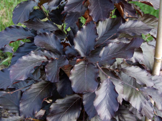 Fagus sylvatica 'Atropurpurea' - Rode beuk