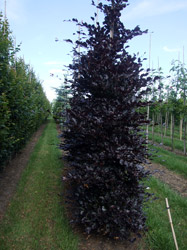 Fagus sylvatica 'Atropurpurea' - Rode beuk