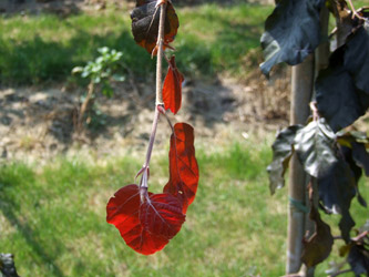 Fagus sylvatica 'Black Swan' - Bruine treurbeuk