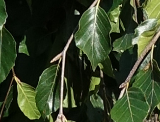 Fagus sylvatica ‘Bornyensis’