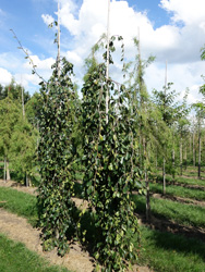 Fagus sylvatica ‘Bornyensis’