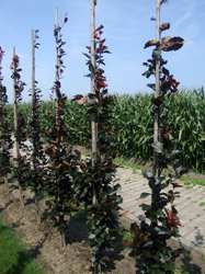Fagus sylvatica 'Dawyck Purple' - Rode zuilbeuk