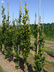 Fagus sylvatica 'Darwyck Gold' - Gele zuilbeuk