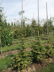 Fagus sylvatica ‘Franken’