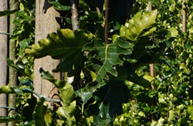 Fagus sylvatica 'Green Obelisk'