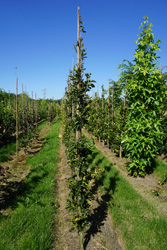 Fagus sylvatica 'Green Obelisk'