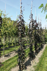 Fagus sylvatica ‘Haaren’